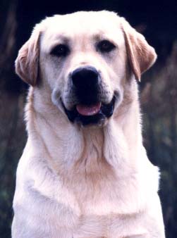 nos attaque par des chiens en liberté